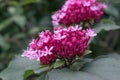 Rose glory bower Clerodendrum bungei side view pink lilac inflorescences